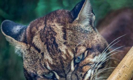 传说中的神兽就在广西,老虎与它相比,根本不值一提