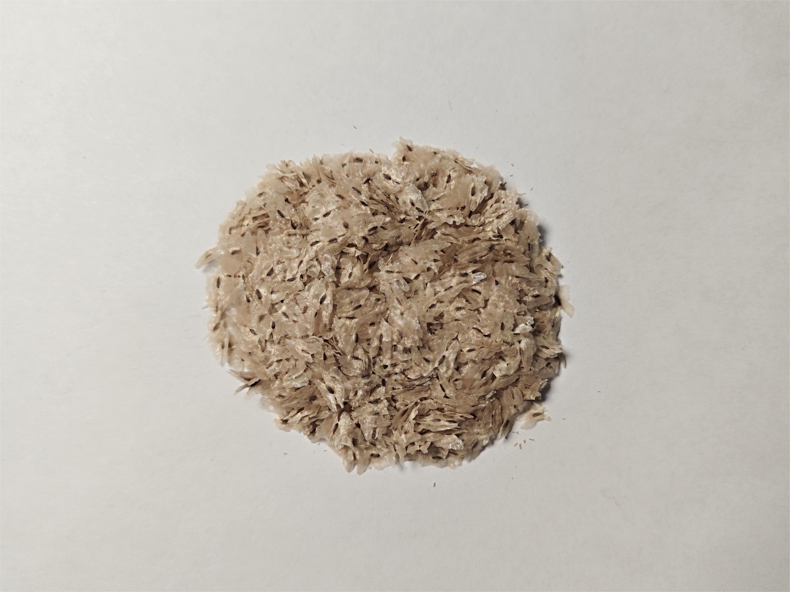 从一颗毛泡桐的果实你能看到些什么?小身体竟蕴含着大秘密!