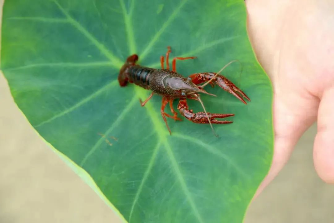 抢"鲜"上市!望城荷花虾迎来兔年销售开门红