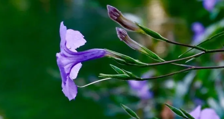 藍花草花程式