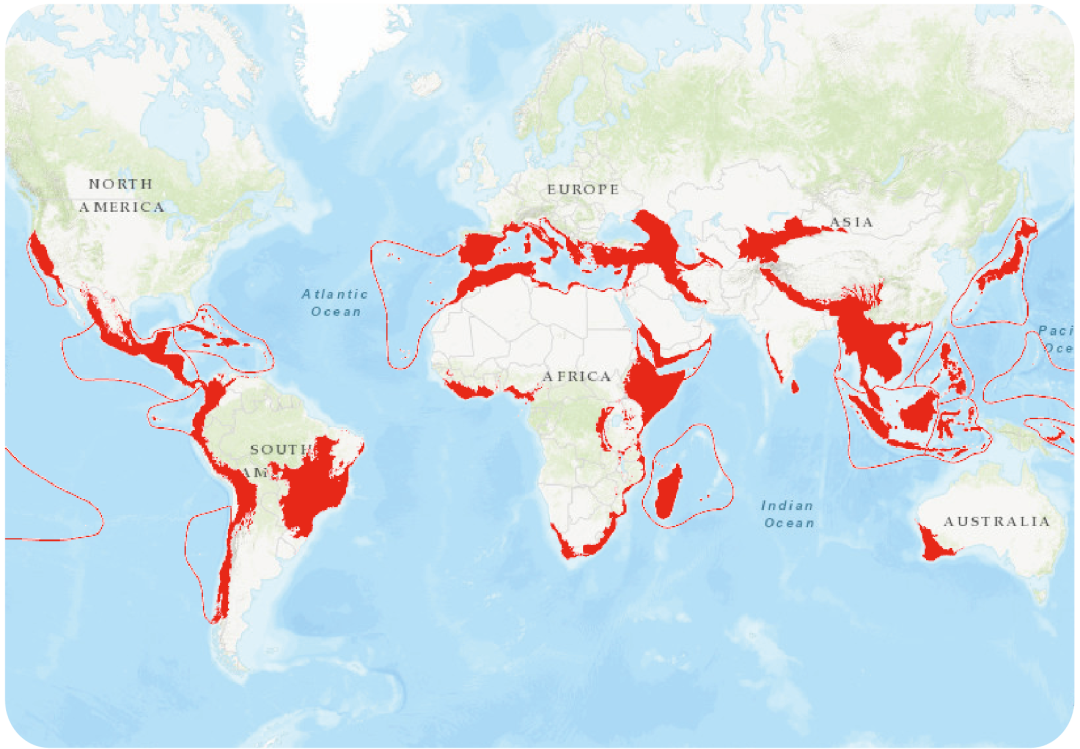 华莱士,巴西高原萨瓦纳植被带(喜拉多草原和卡丁加群落),开普植物区