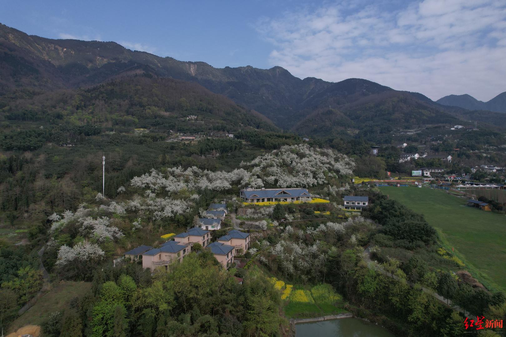 约吗?四川绵竹九龙镇清泉村千亩梨花进入盛放期