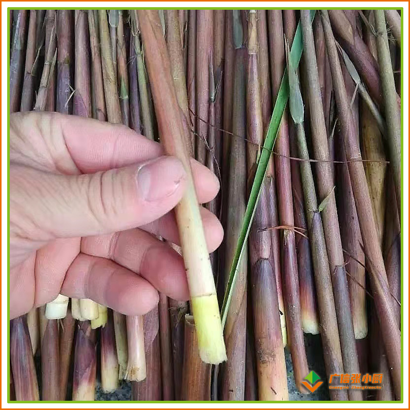 广宁文笋,这样做简单大气,用肉也不换