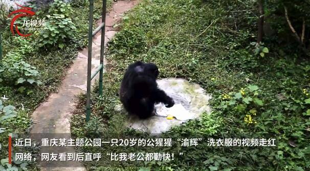 重庆动物园黑猩猩酷爱洗衣服 被评为动物界劳模