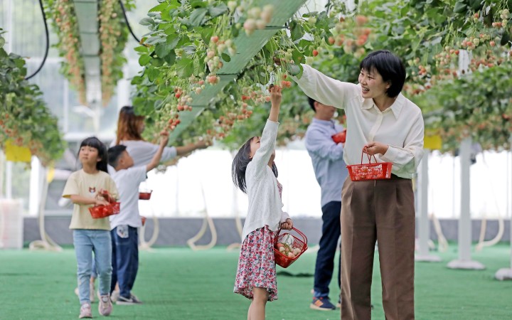 建德草莓采摘图片