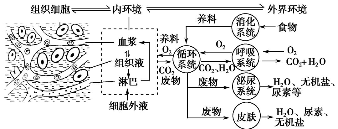 内环境成分转化示意图图片