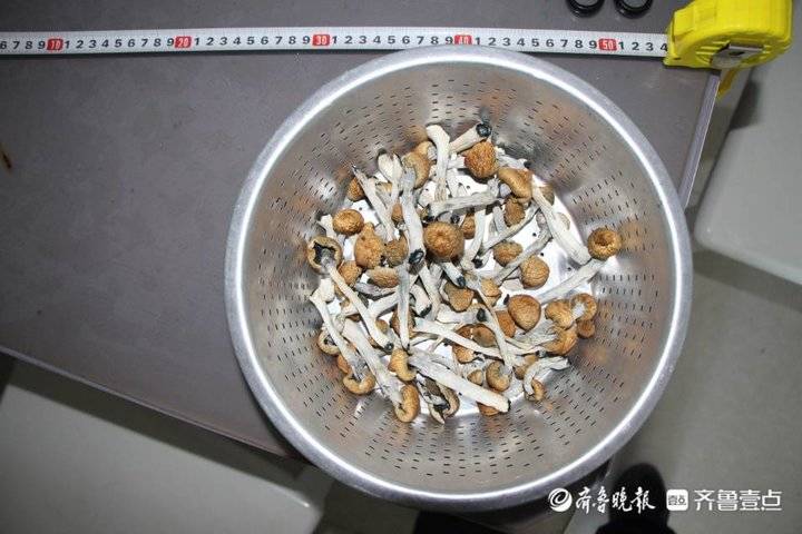 毒品蘑菇——"金老师"!烟台警方破获新型致幻类毒品大案