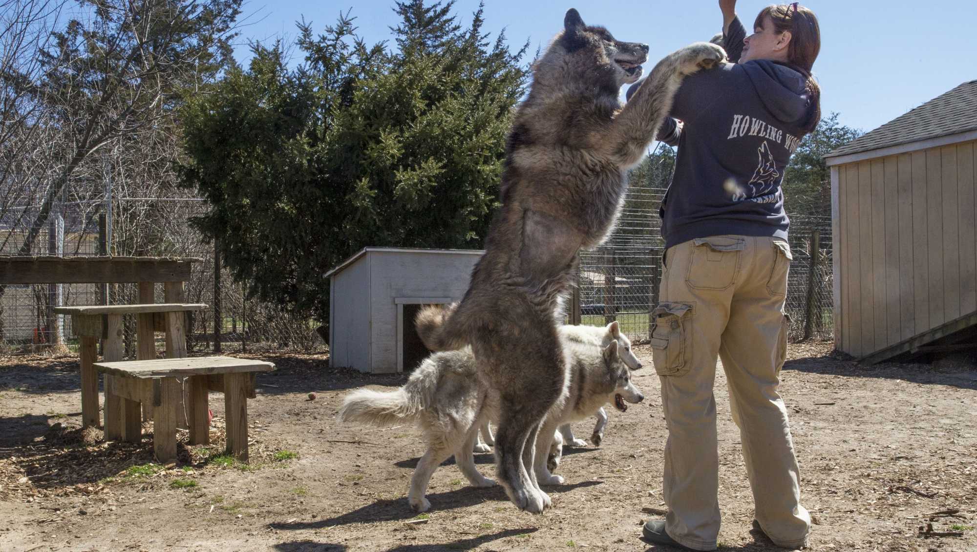 捷克狼犬捕猎图片