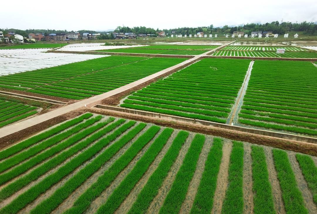 四川达州达川区耕种机械化率超72% 今年粮食播面将超过100万亩