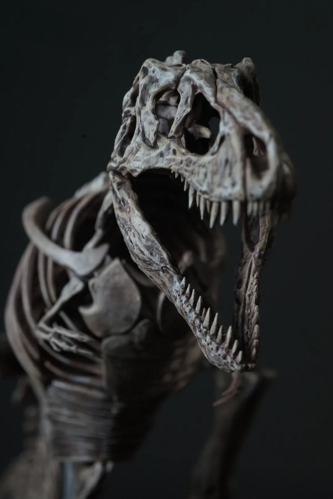 画龙画骨~万代塑料拼装恐龙骨骼化石模型