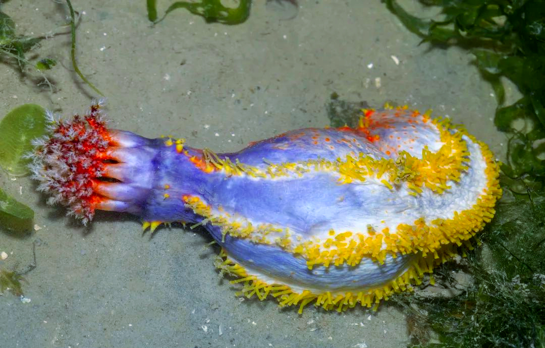 揭秘海洋深处的多种奇特生物,你了解几个?