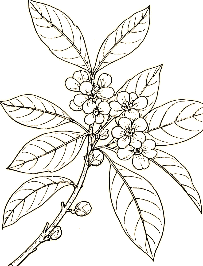 全面掌握桂花线描的技法与技巧