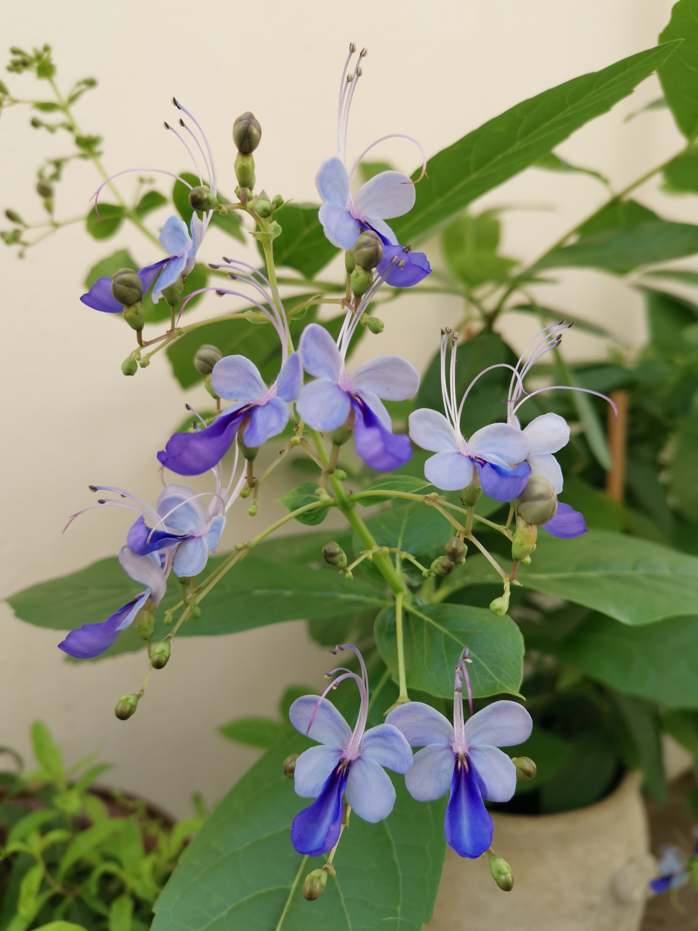 网红盆栽花—蓝蝴蝶,花似群蝶飞舞,四季都有花开