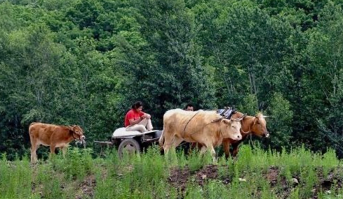 上海知青顾永才,经历坎坷却收获幸福,有你想象不到的酸甜苦辣