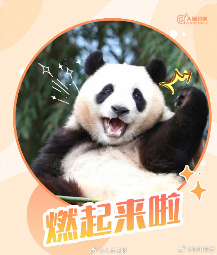 转发收藏!熊猫加油表情包来啦