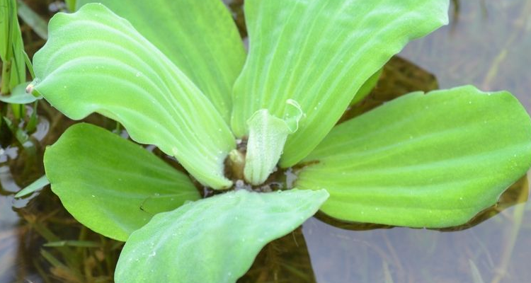 硅藻是水生植物吗