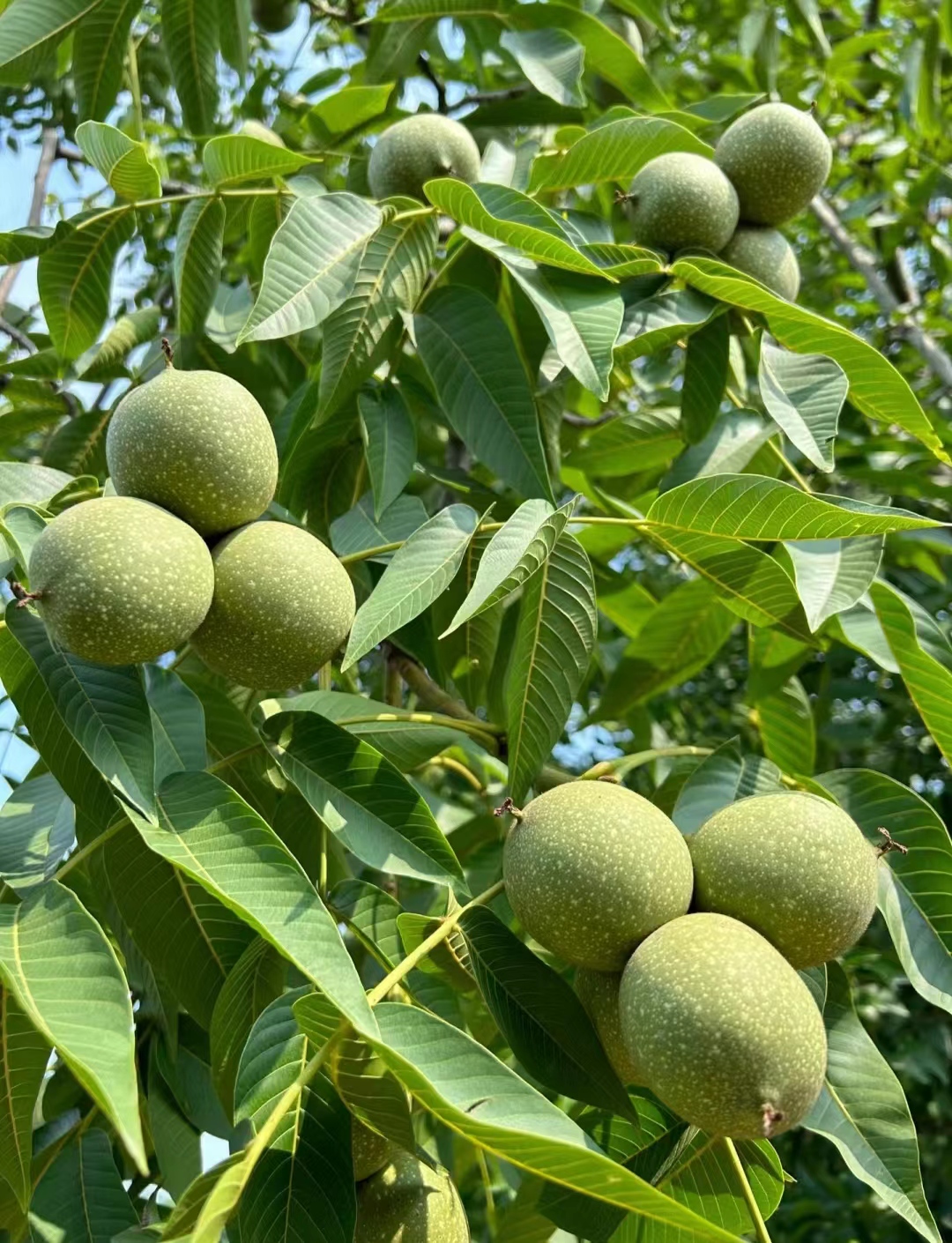 生吃补血,熟吃养胃!被誉为"长寿果",每天吃一点,作用很大!