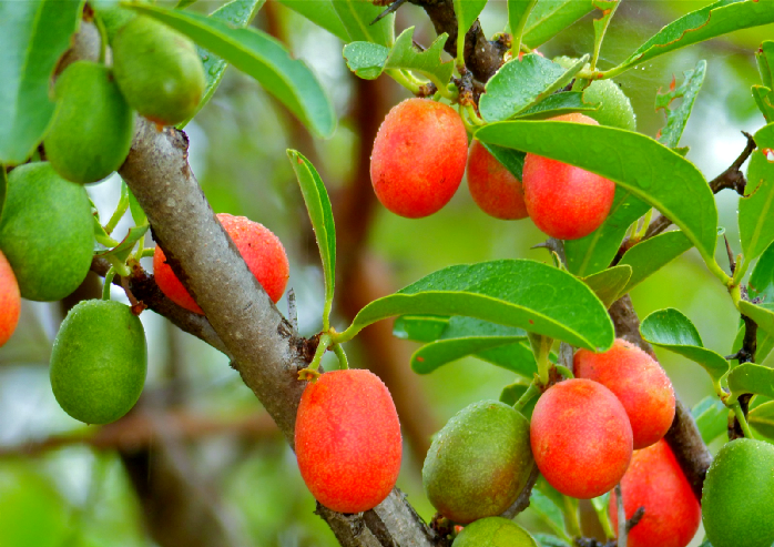 赞比亚的野生果实:从口香糖到酸梅的天然美味