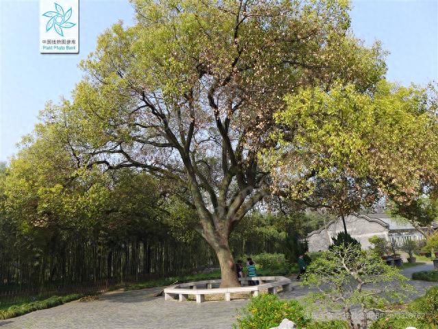 香樟的弟弟:银木,是我国主要栽培珍贵树种之一