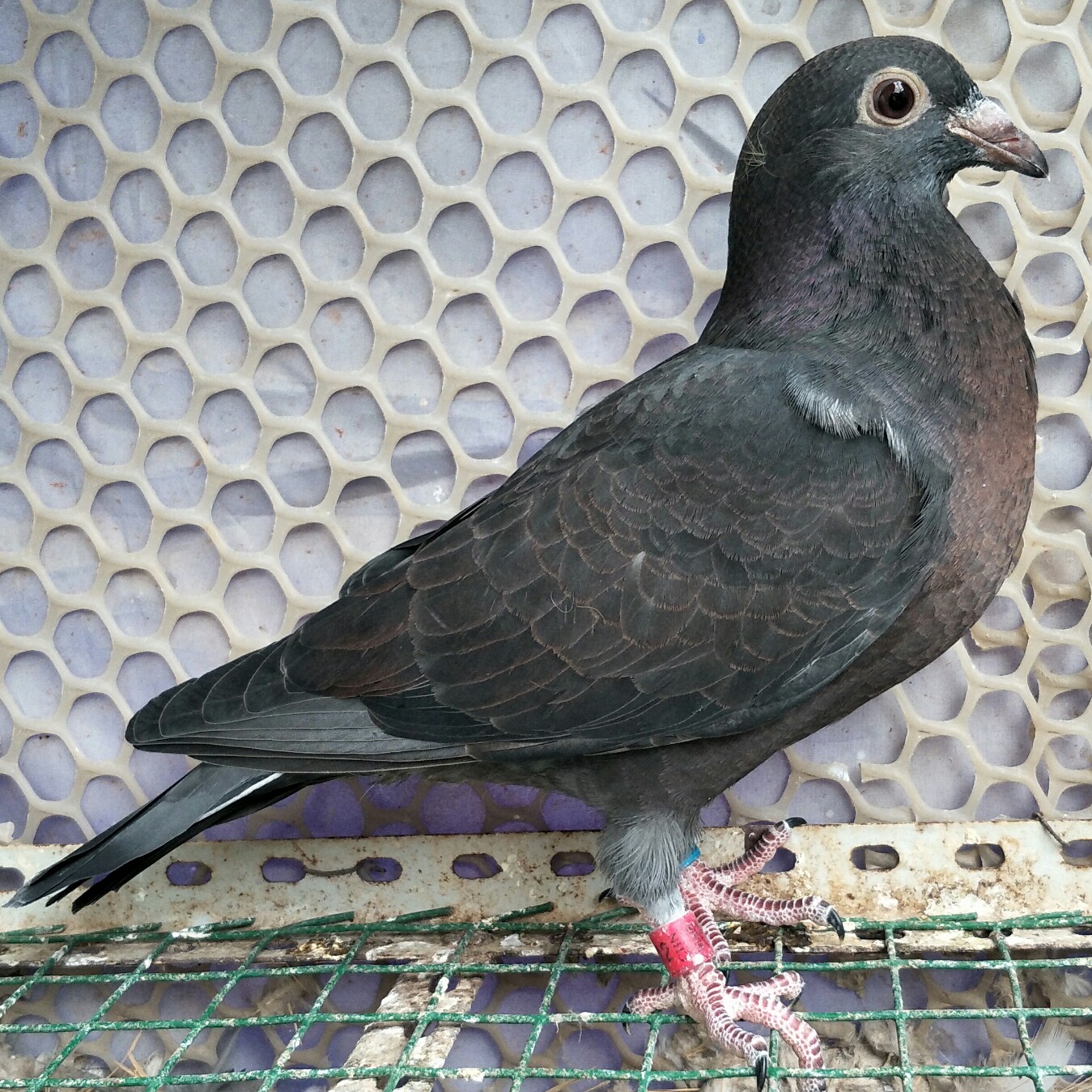 幼鸽出壳,需要注意哪一些问题?