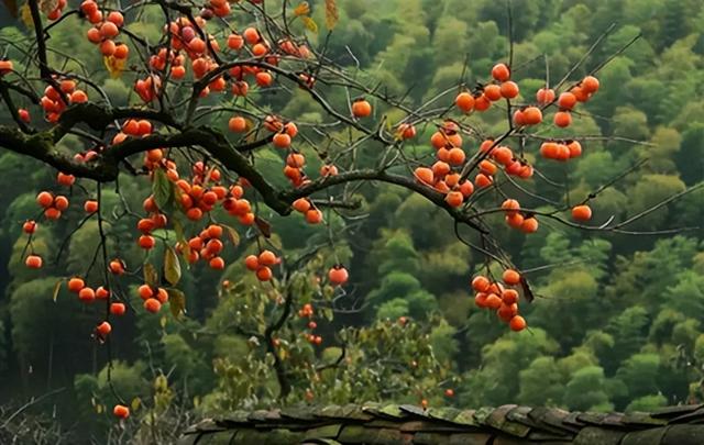 一村一品案例:北京市房山区张坊镇磨盘柿