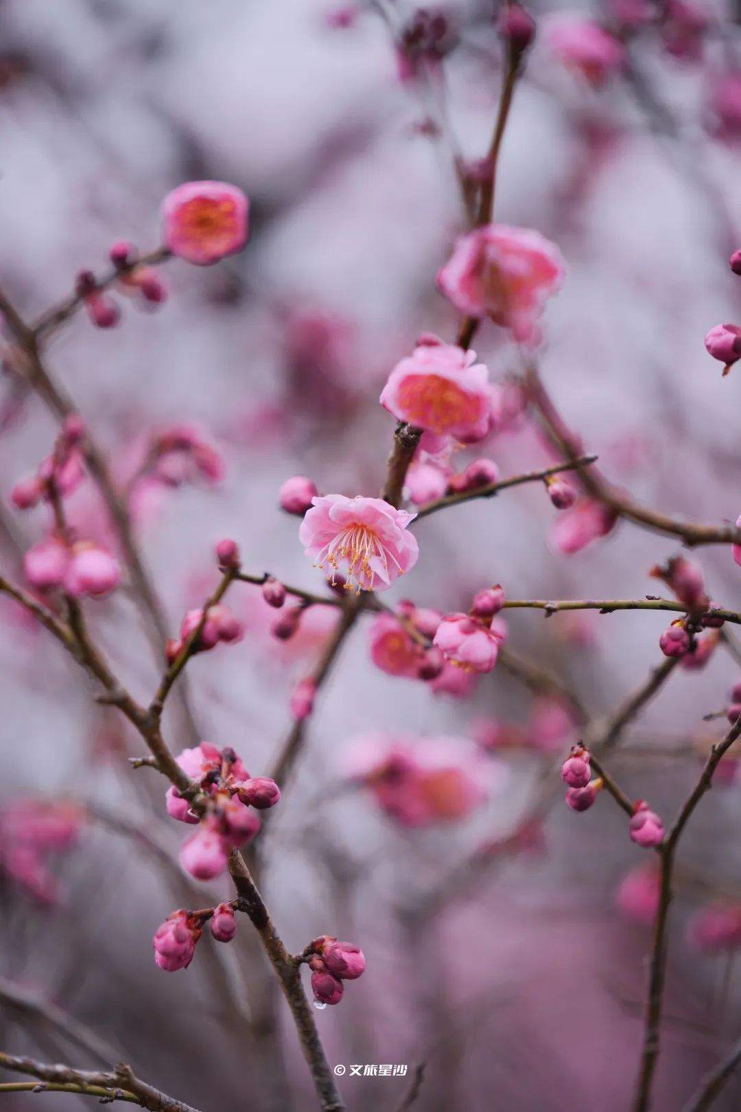 松雅湖梅花含苞待放