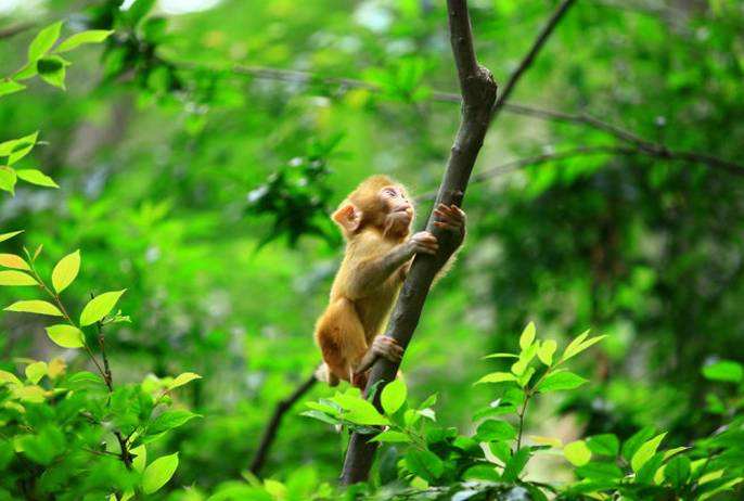 小猴子怎么爬上树?