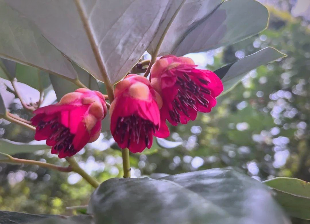 西樵山植物探秘:红花荷的独特魅力
