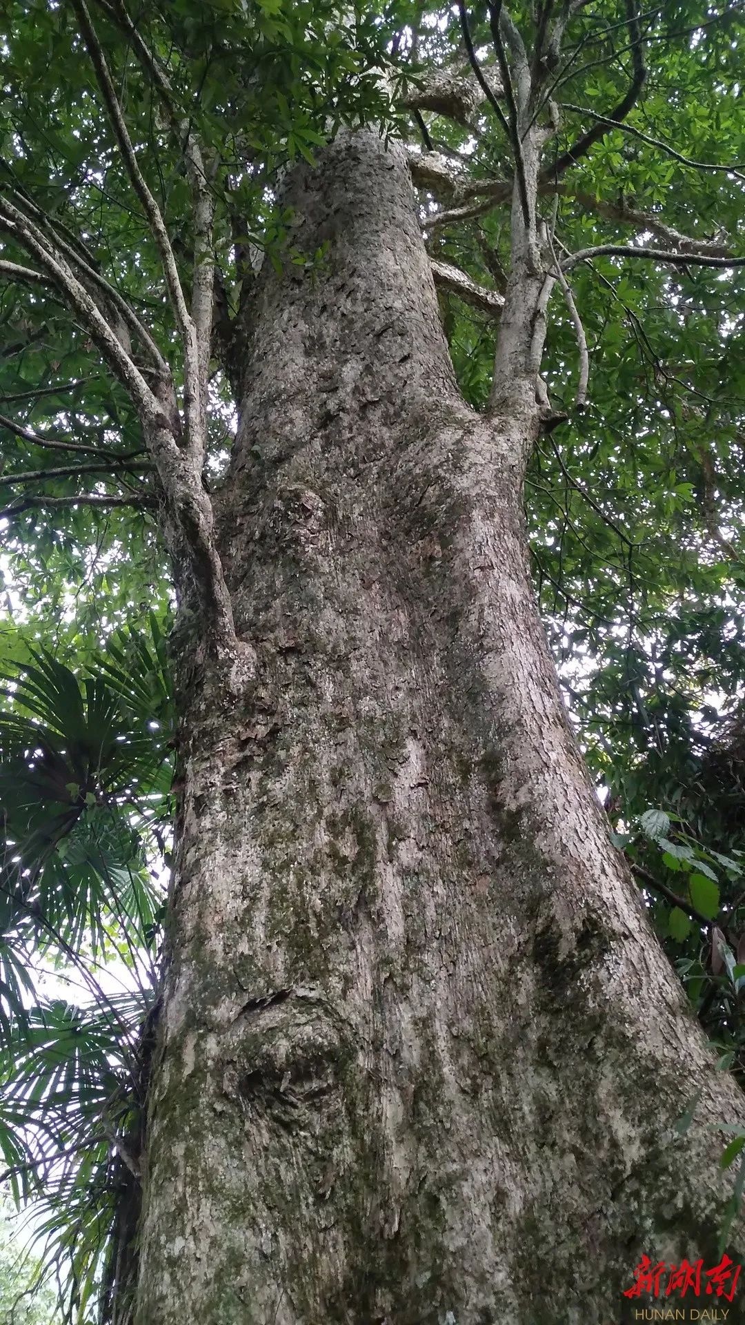 3米野生"皇帝木"