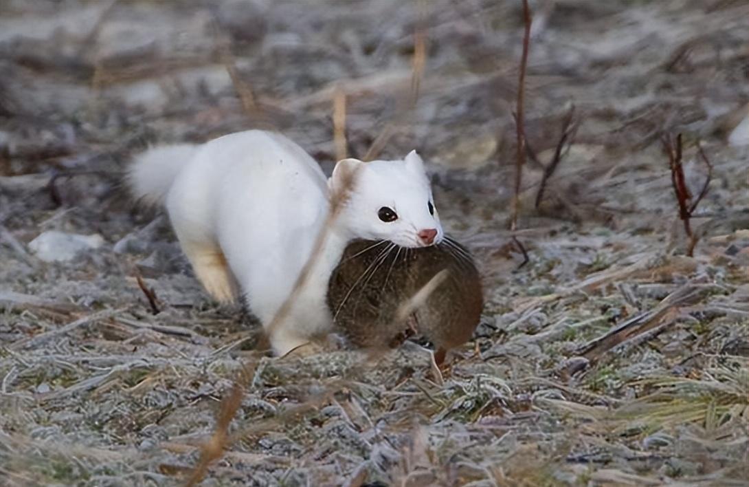 "食脑魔"现身新疆森林,身长不足20厘米,每年能吃掉3000只老鼠