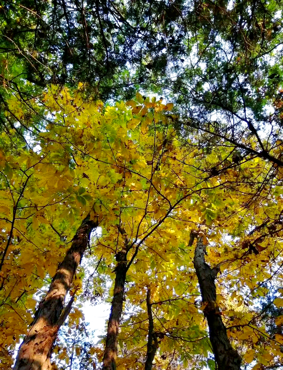 密苏里州:平淡中的多彩魅力