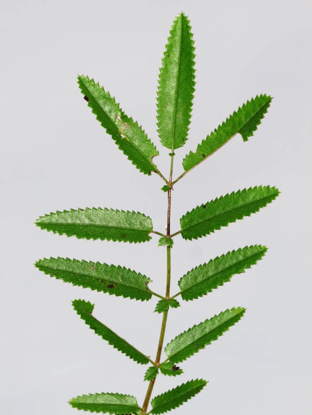 探秘长白山植物千种风情~地榆