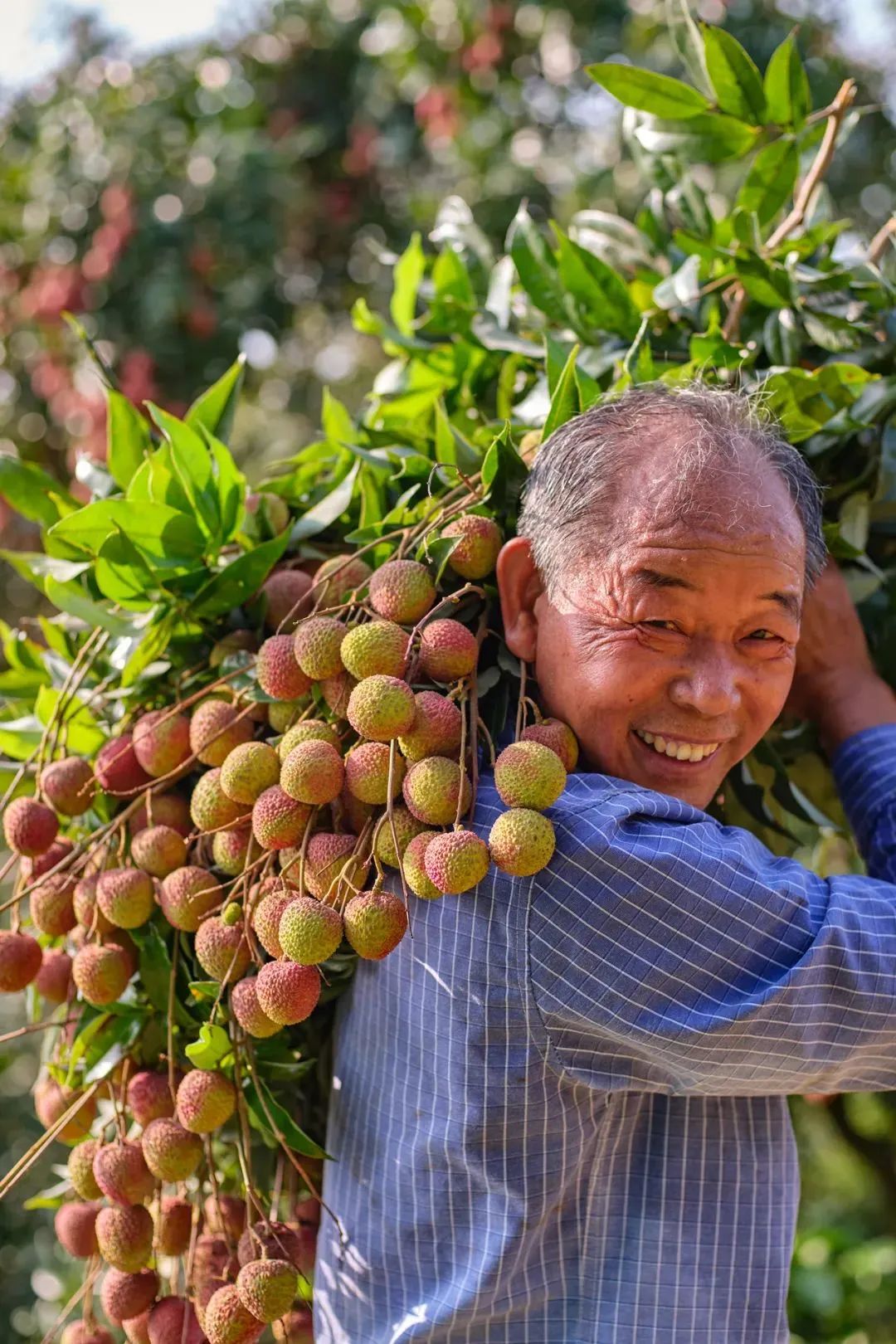 "荔"夏,广东人专属的快乐!