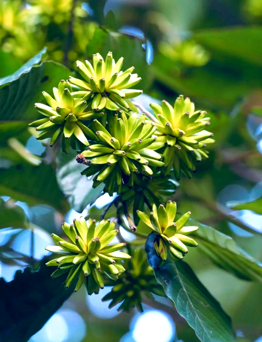 宁波街头常见的喜树,你或许与之擦肩而过却未相识