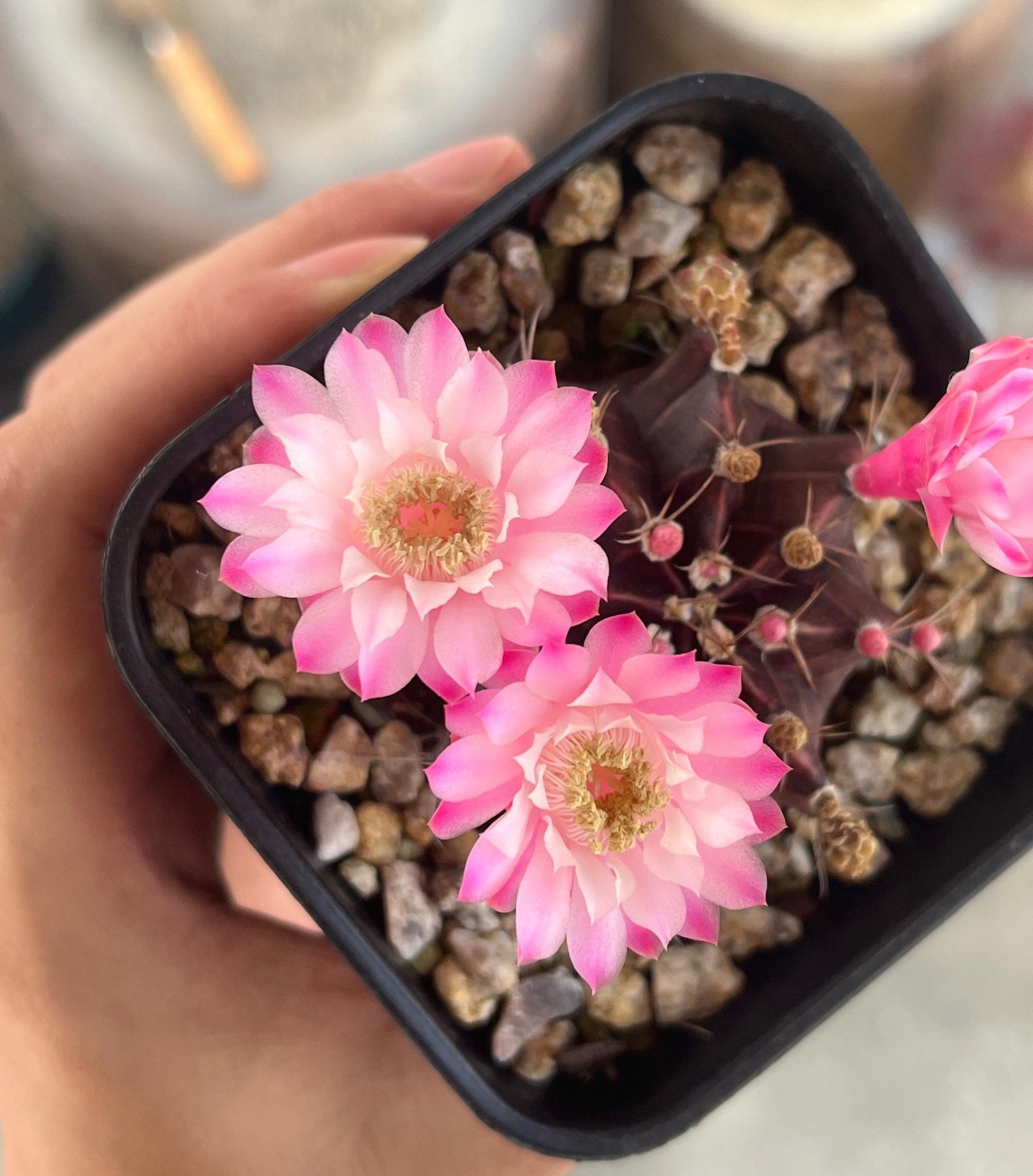 一种以"牡丹"为名的仙人球,花朵超美,每年开多次,皮实还好养