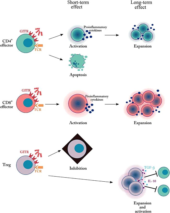 gitr 對效應t淋巴細胞和 treg 調節和增殖的影響
