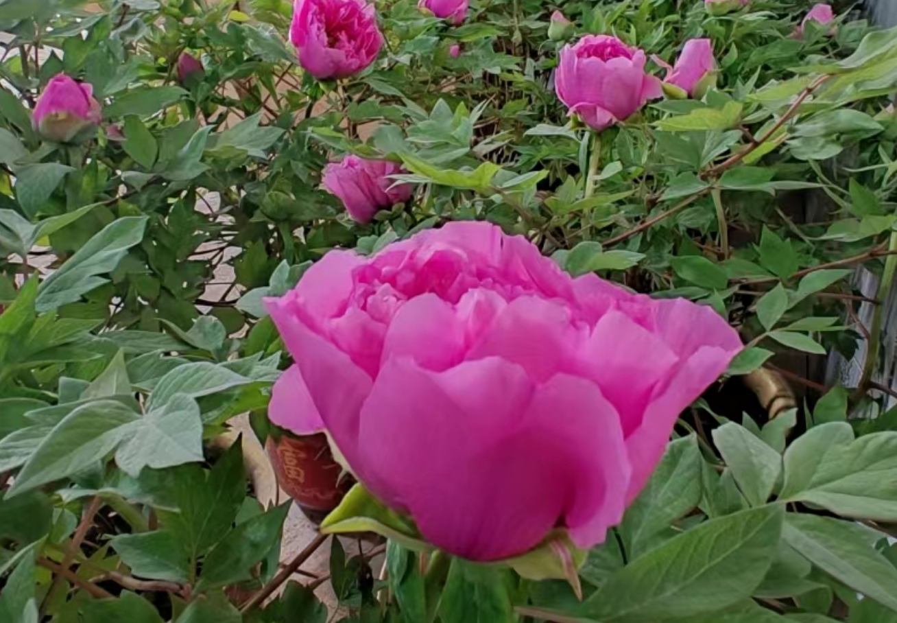 菏泽七成催花牡丹"名花有主",电商直播日渐成为外销主渠道