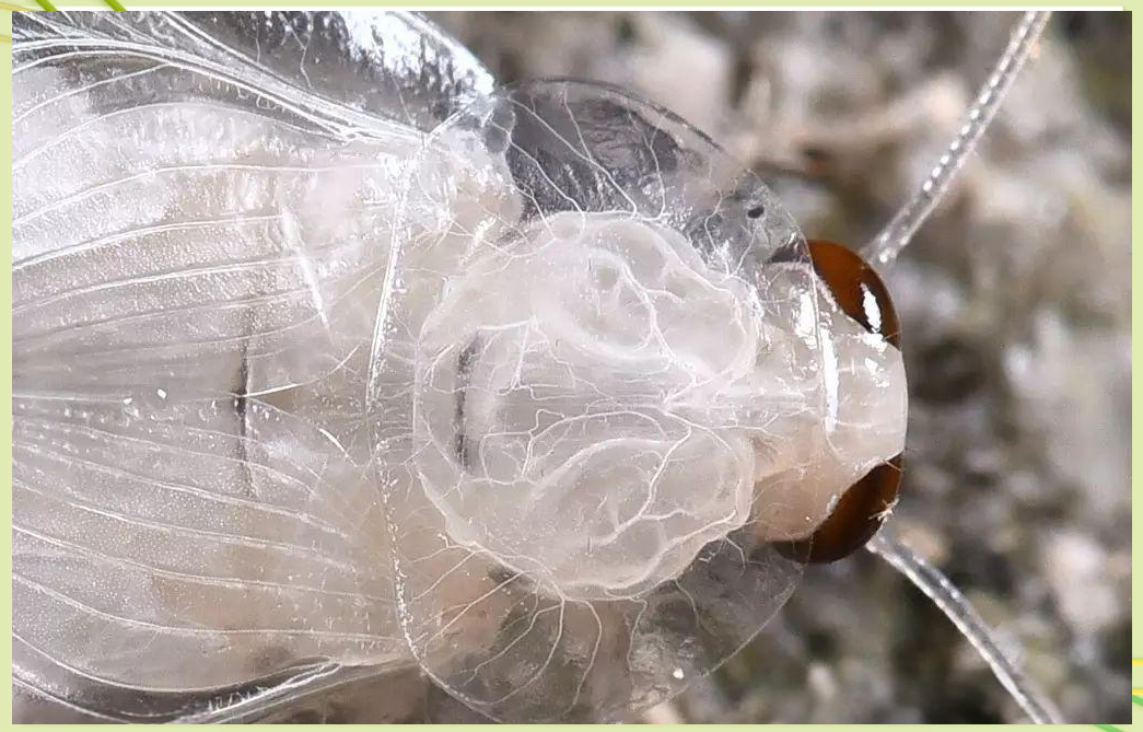 探索蟑螂世界:发现一只独特的纯白色小蟑螂