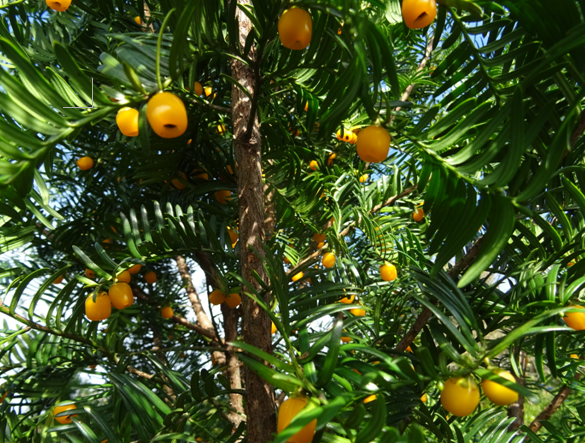 黄山市徽州区11株"植物大熊猫"黄豆杉挂果