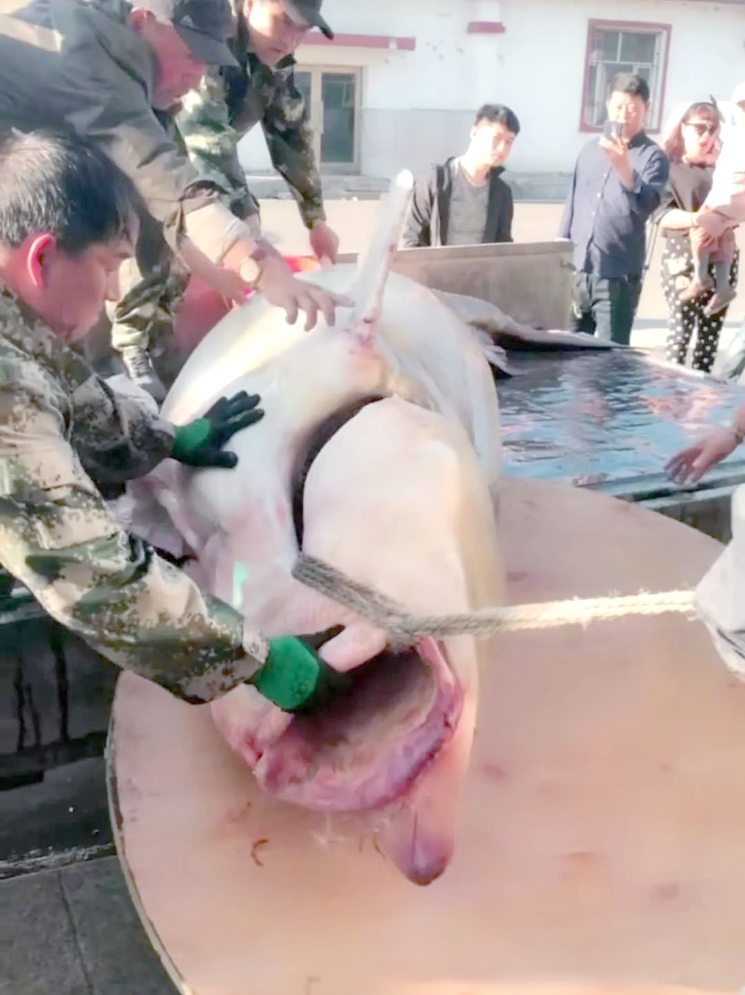 黑龙江鳇鱼的神秘世界:从捕捞到市场供需全解析