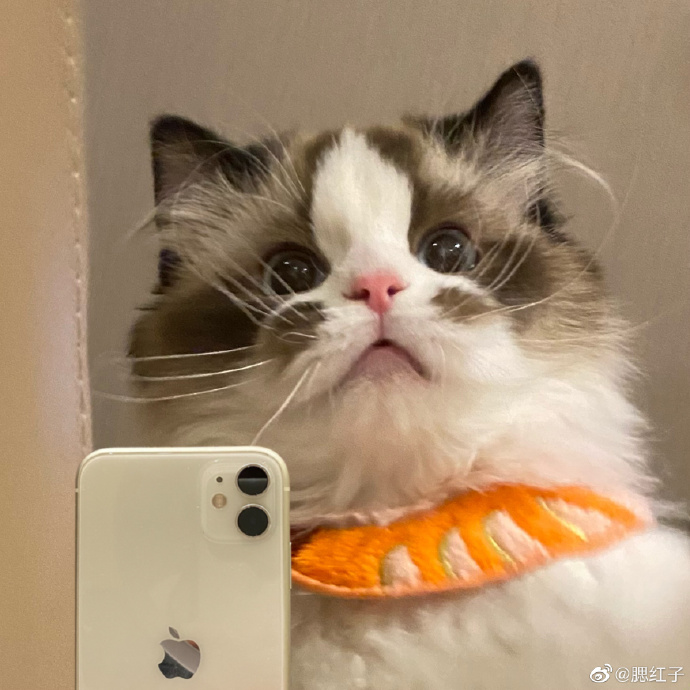 说好的动物不能成精呢?怎么又找到一猫一样的李喵喵