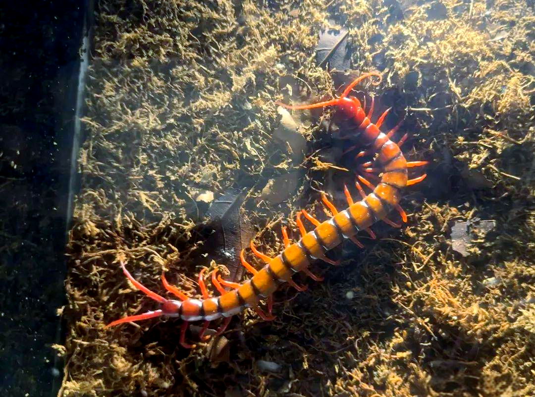 全球多款剧毒蜈蚣介绍,我国红巨龙蜈蚣在其中吗?