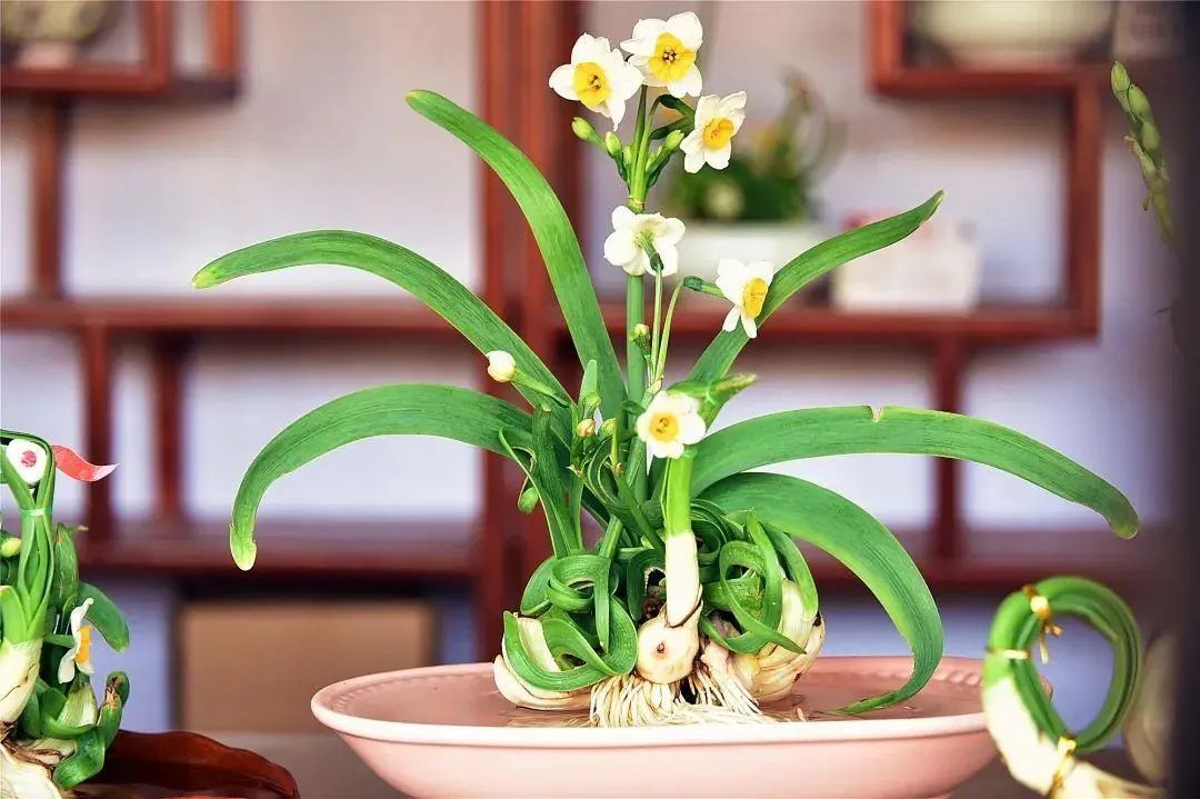 春节临近,崇明水仙销售升温