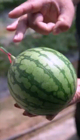 "3毫米西瓜皮弹指即破"上全国热搜!山东冰淇淋西瓜,隔着屏幕都想吃