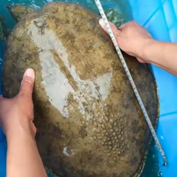 湖南一男子钓上"金边河鳖",因太大被围观,老大爷劝他快放掉