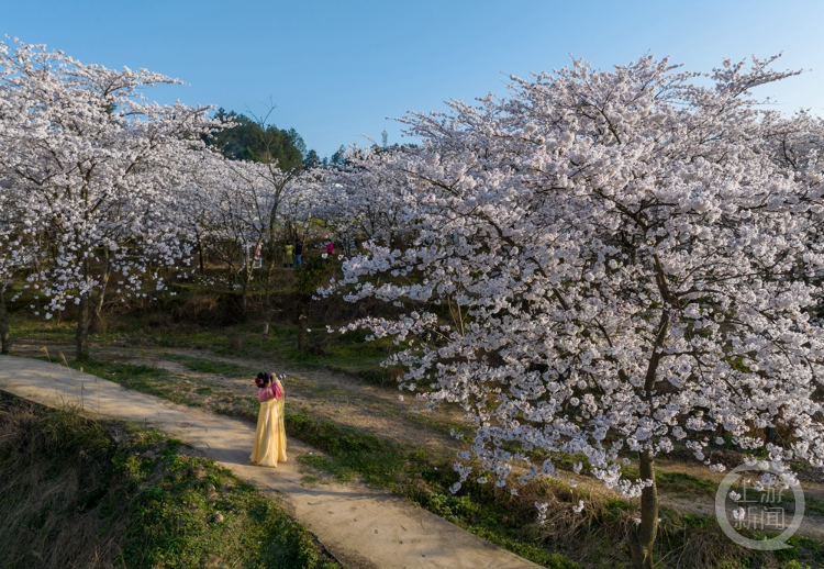 重邮樱花图片