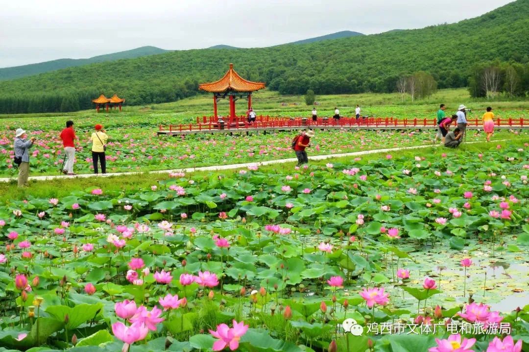 这里有一张夏日明信片请收!寄自邮编158100