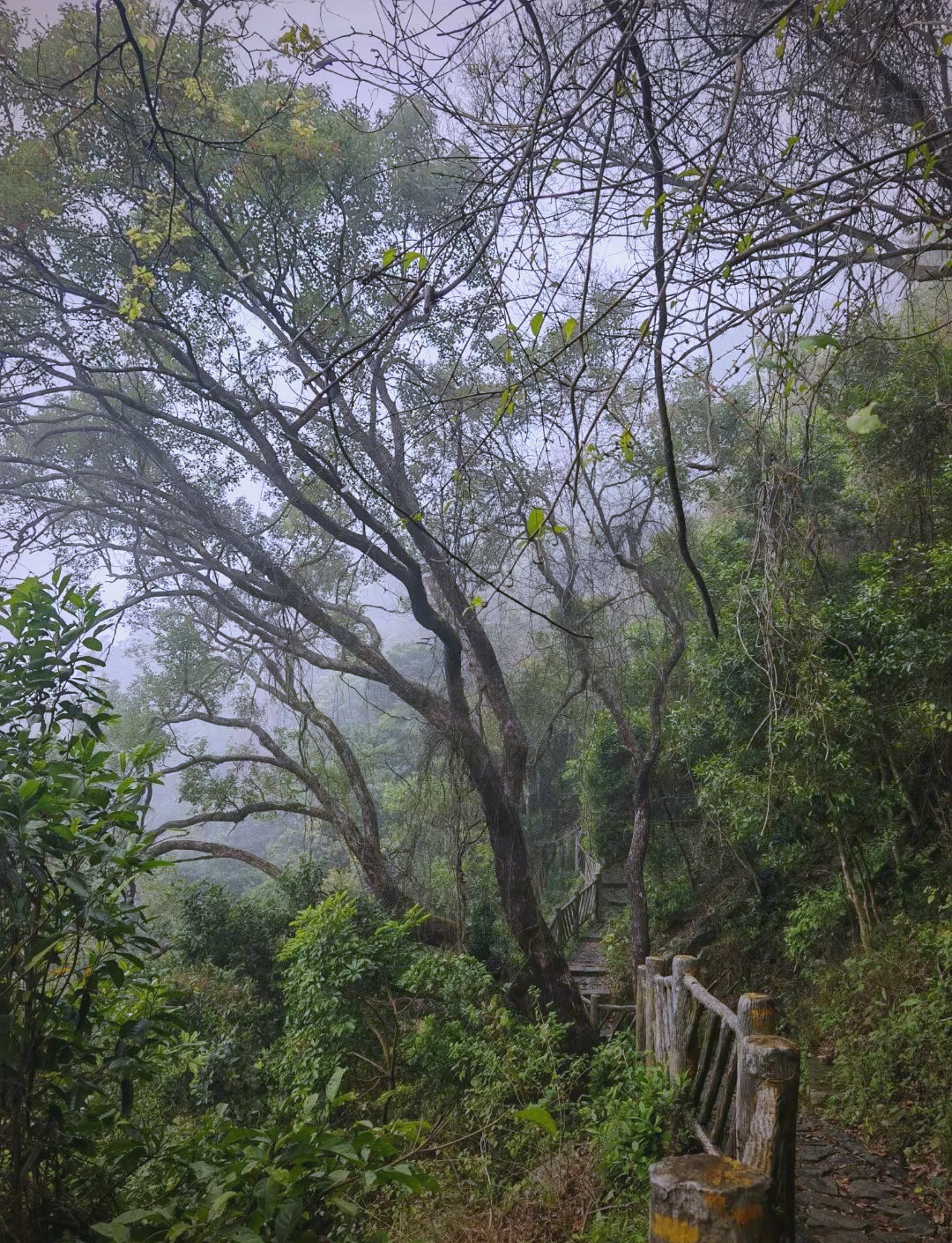 探秘梧桐山老虎涧:挑战极限的徒步旅行全攻略