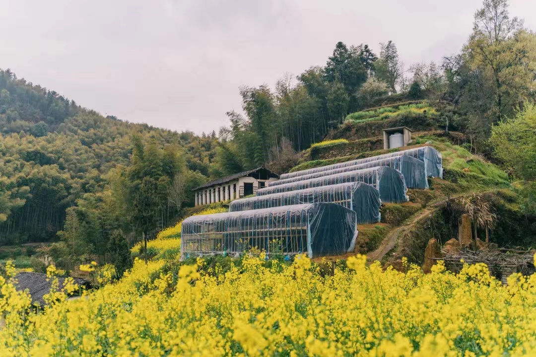 歙县徽城镇:"以兰聚力"绽放美丽经济