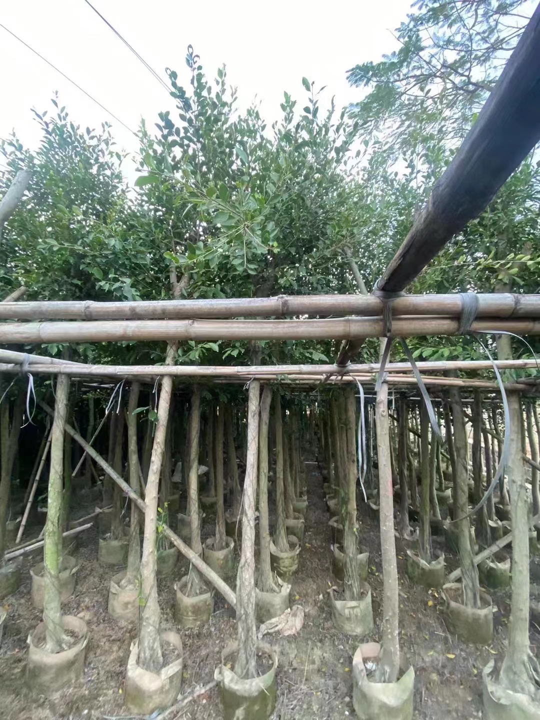 15公分小叶榕袋苗18公分小叶榕袋苗最新价格动态